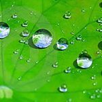 A lotus leaf is Superhydrophobic due to both the surface energy of its waxy coating and the spatial wavelengths of its surface texture