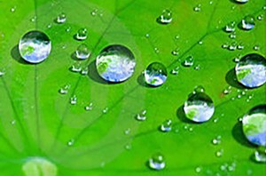 A lotus leaf is Superhydrophobic due to both the surface energy of its waxy coating and the spatial wavelengths of its surface texture